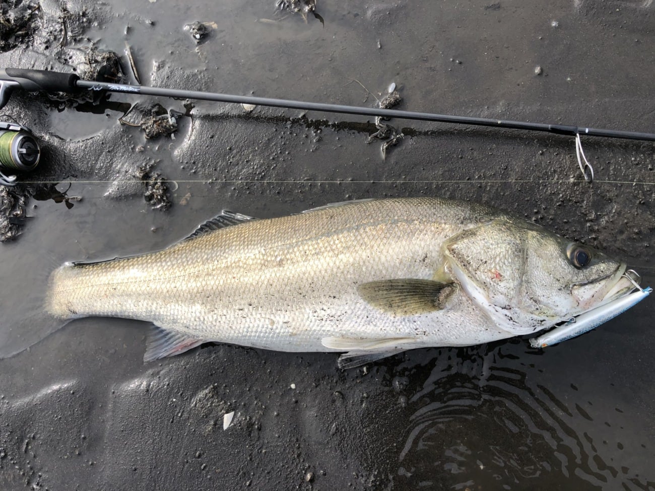 TRUTH JAPAN Trump711 S3 EDITION（トゥルースジャパン トランプ