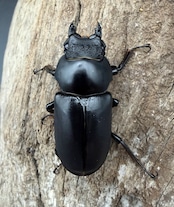 【WD】超大型《ブラナウンコクワ 碧羅雪山産 69mm ♂♀♀トリオ》