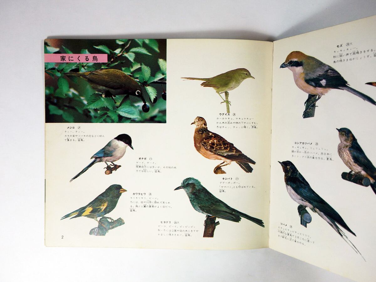 鳥（真下弘 著） - 学習コンパクト図鑑5 | bookstore ナルダ