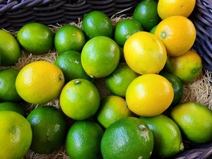 吉野園さんの檸檬のシフォン｜甘酸っぱいレモンピールが入った秋のシフォン！