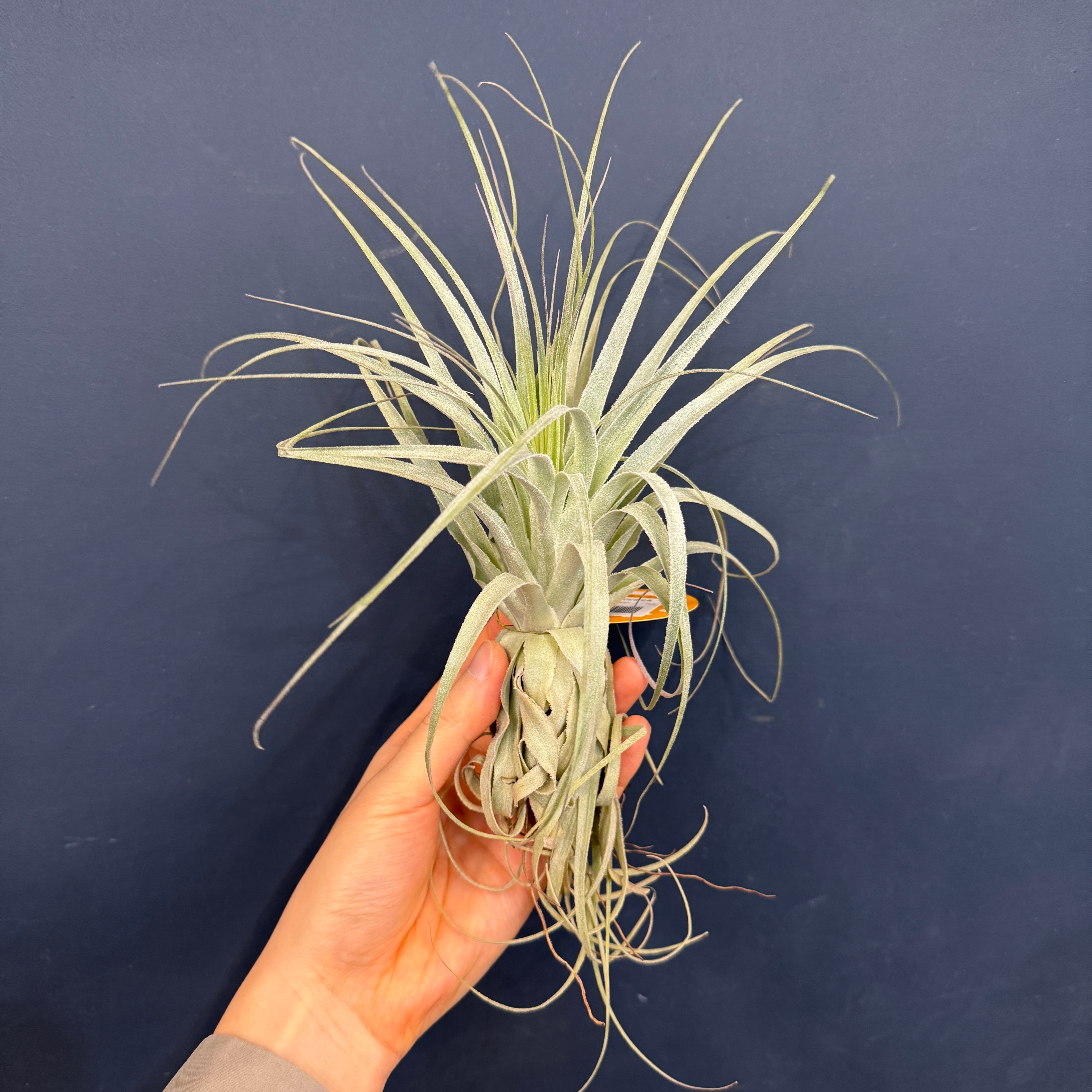 チランジア | PROTOLEAF プロトリーフ