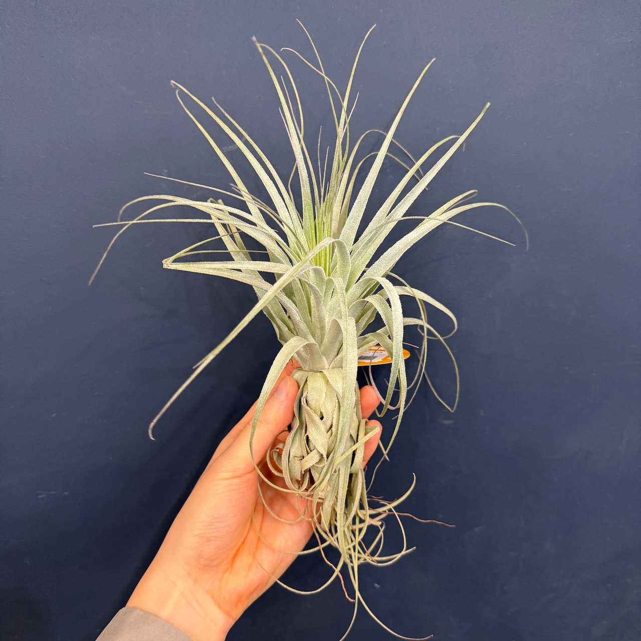 チランジア ガルドネリィ【311】