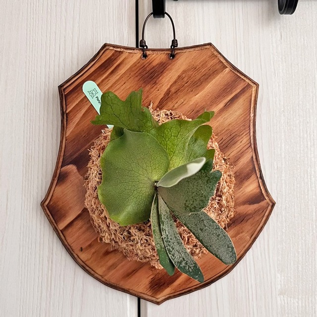 ビカクシダ ウィリンキー 板付 【観葉植物 室内 コウモリラン】