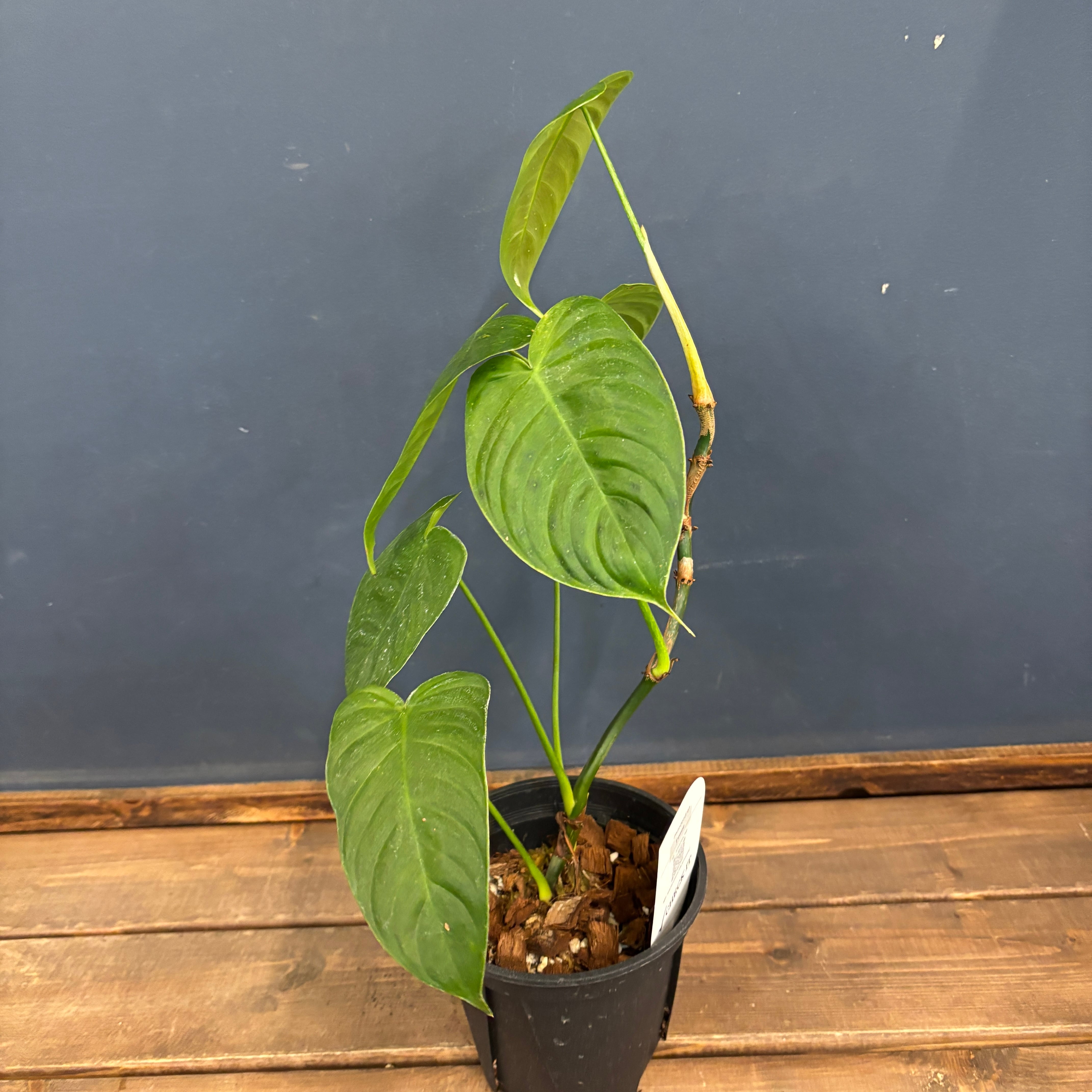 フィロデンドロン テヌー【951】 | PROTOLEAF プロトリーフ