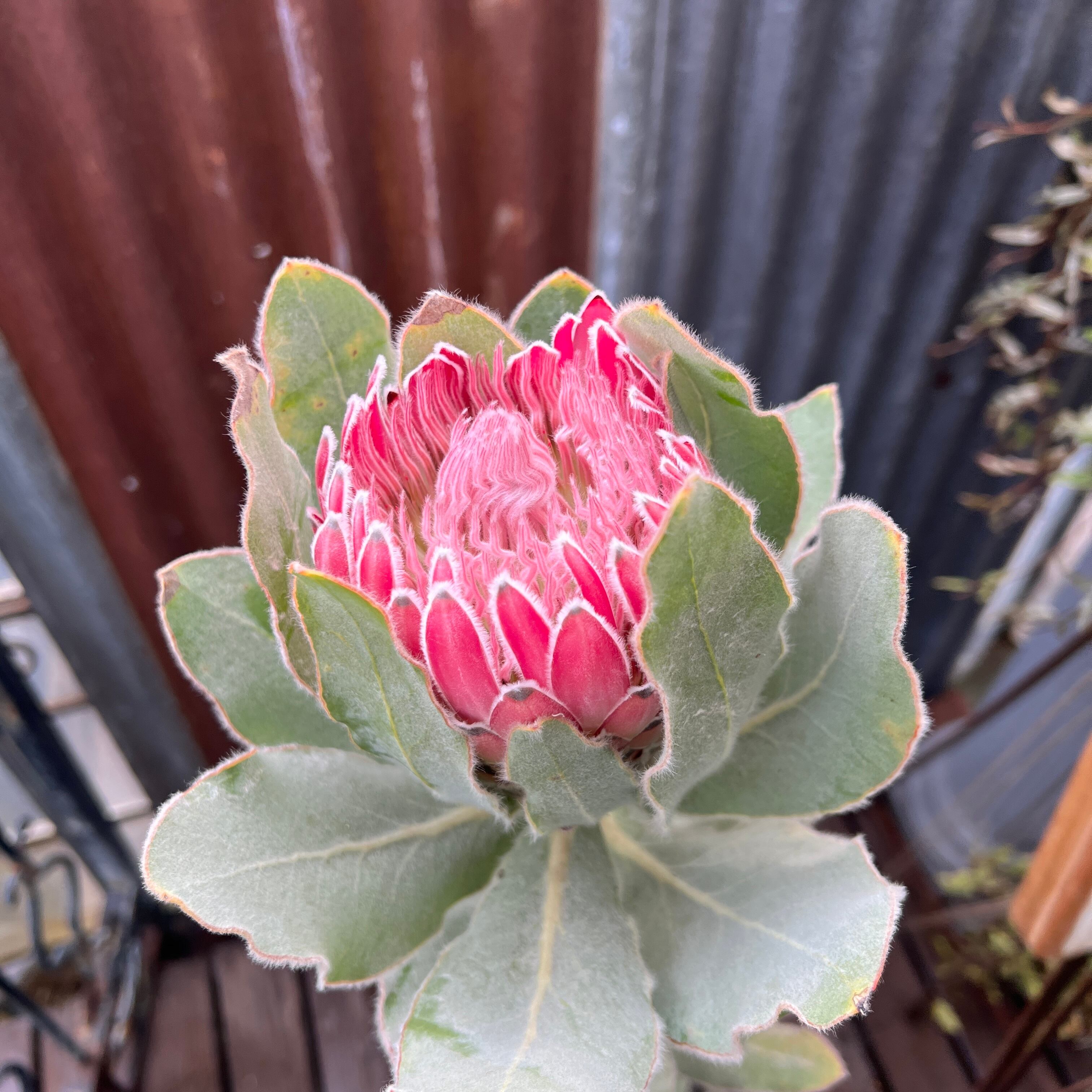 プロテアピンクプリンセス　希少！大株！ 1459131eb3a152504ea63d92db9172