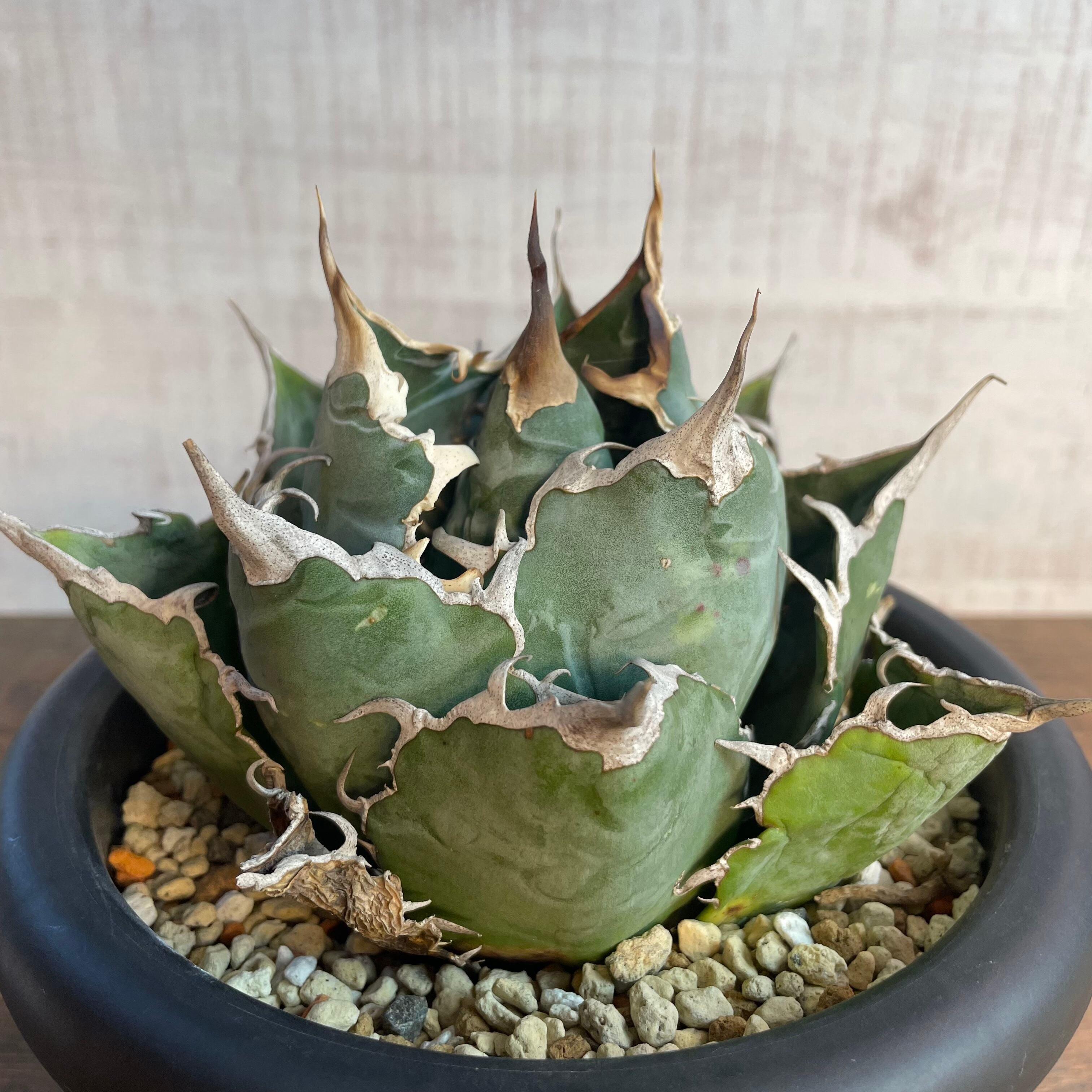 Agave titanota “福建白鯨” / 特選！大きめボール型 親株 / 5号 アガベ