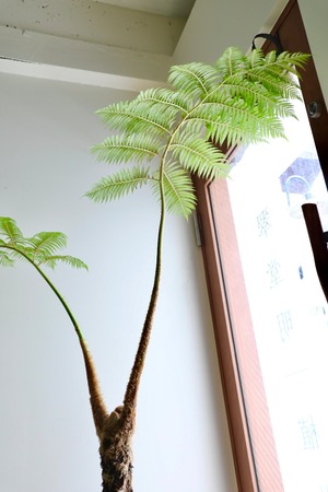 【都内近郊限定配送】ヘゴの木/Cyathea spinulosa　※ラタンバスケットカバー別