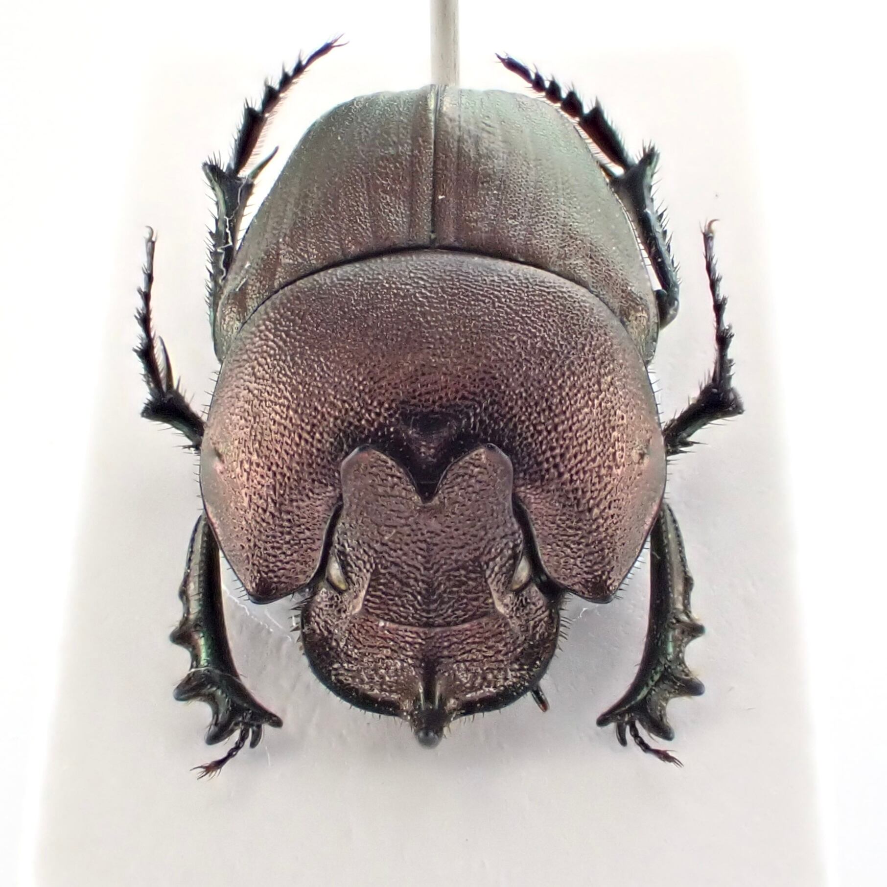 ブルキナファソ産 Phalops batesi ♂ 11mm 銅 | 昆虫標本 Diggers