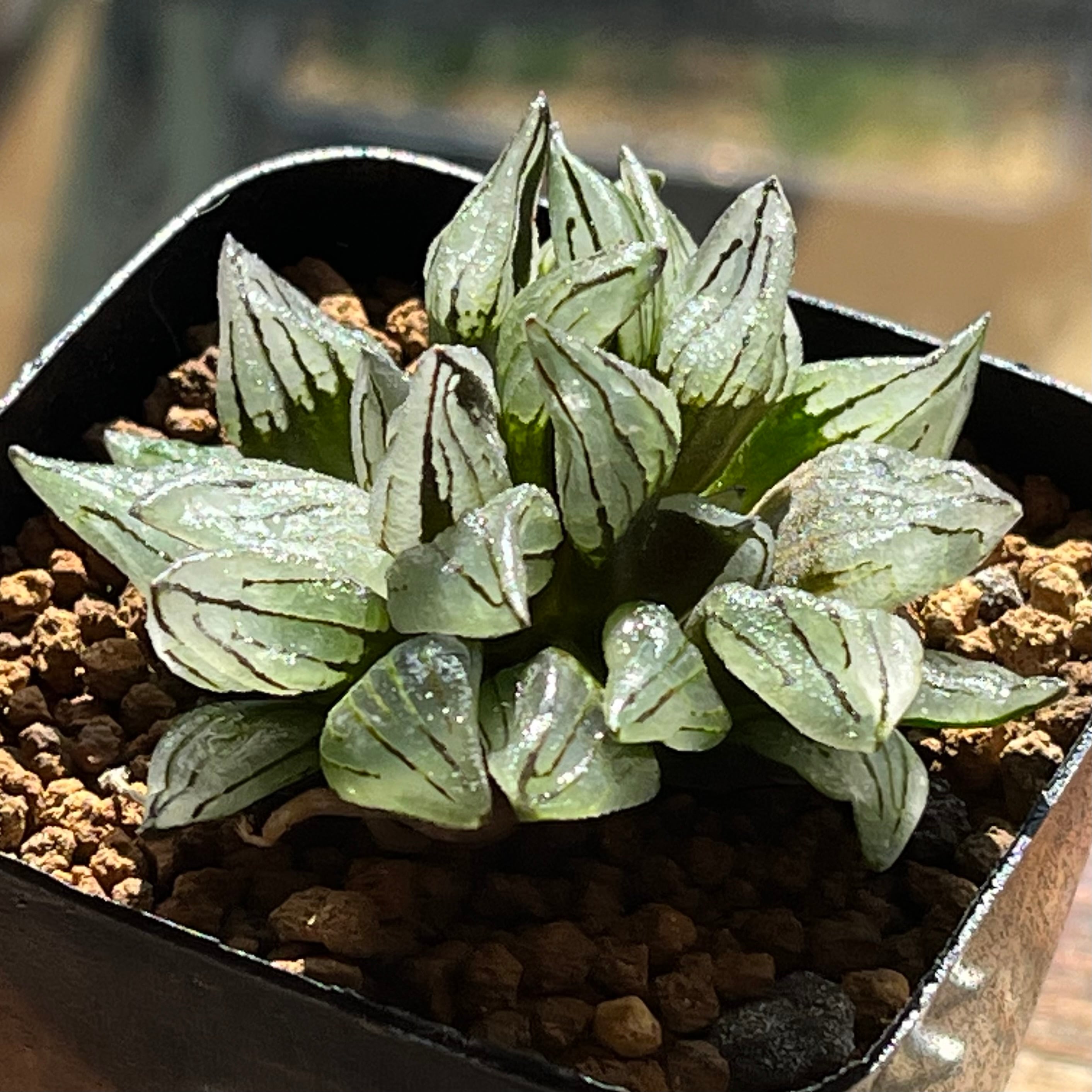 mocono_plants