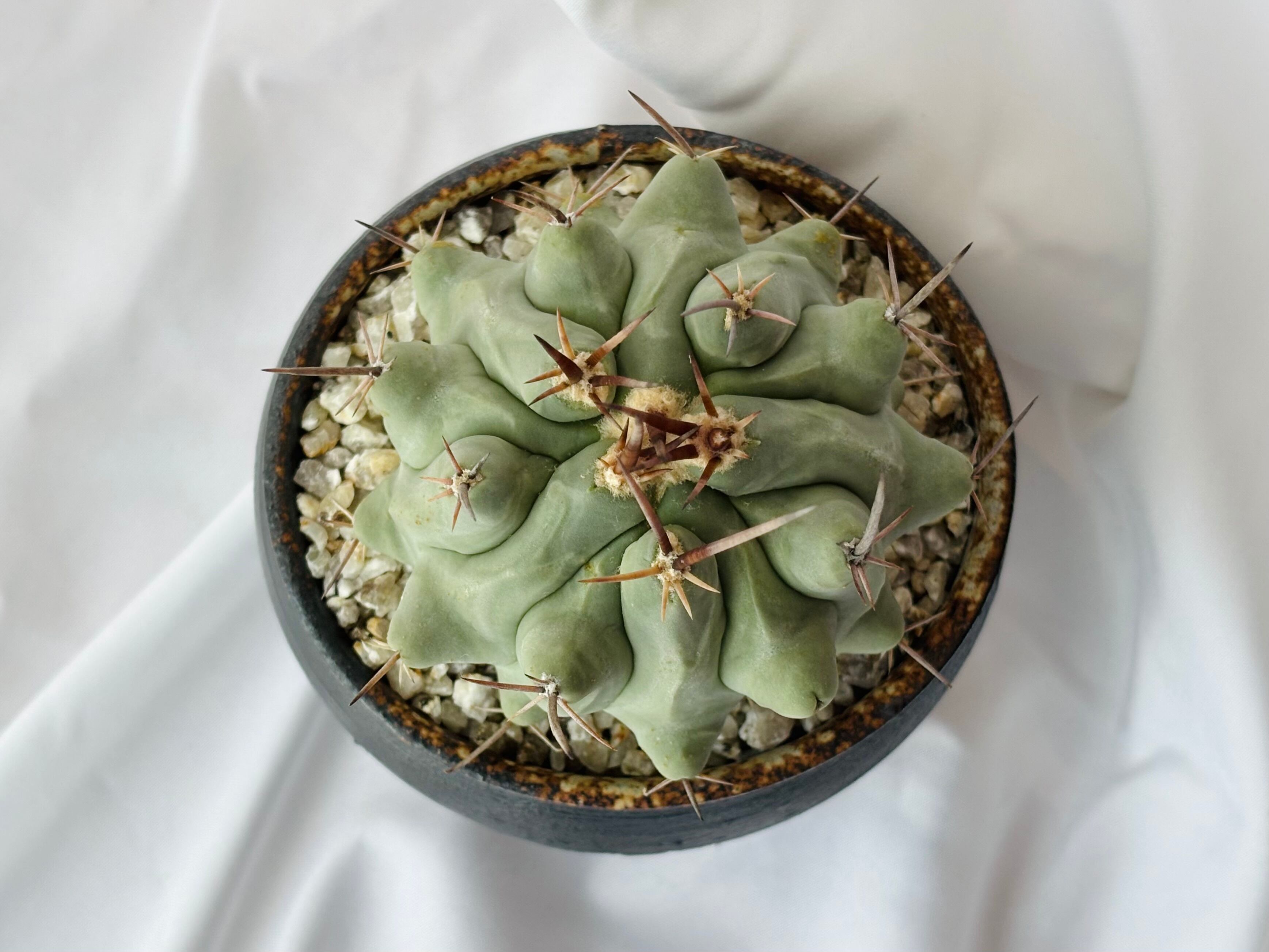 Thelocactus nidulans テロカクタス 鶴巣丸 サボテン | plants