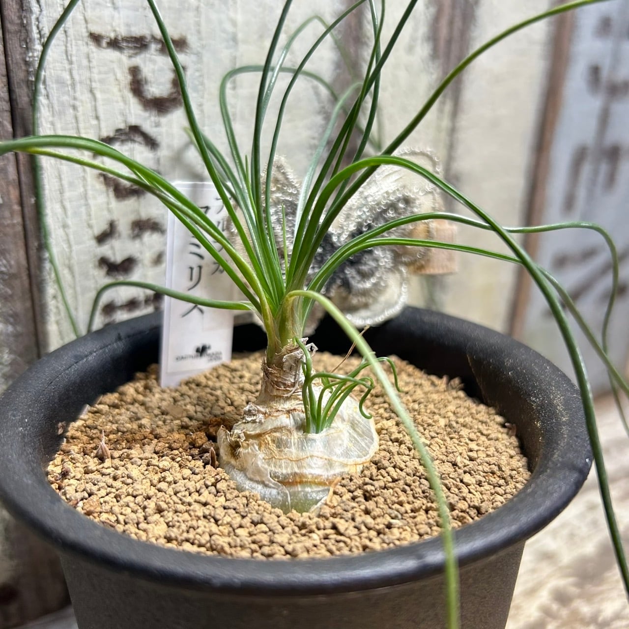 T)白鳳錦(アエオニウム) | RuPo 多肉植物専門店