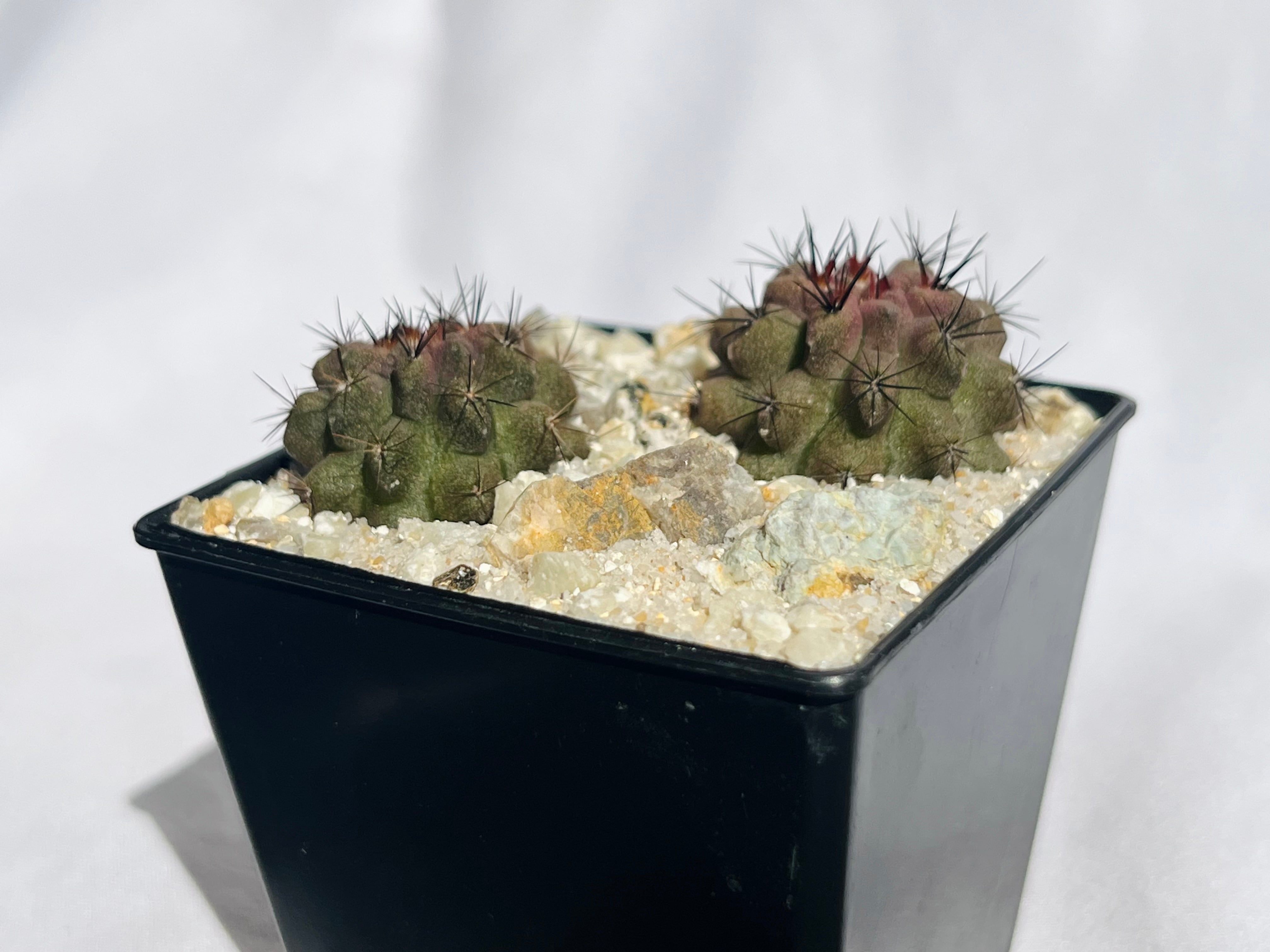 Eriosyce sp エリオシケ paucicostata×jussieui サボテン | plants