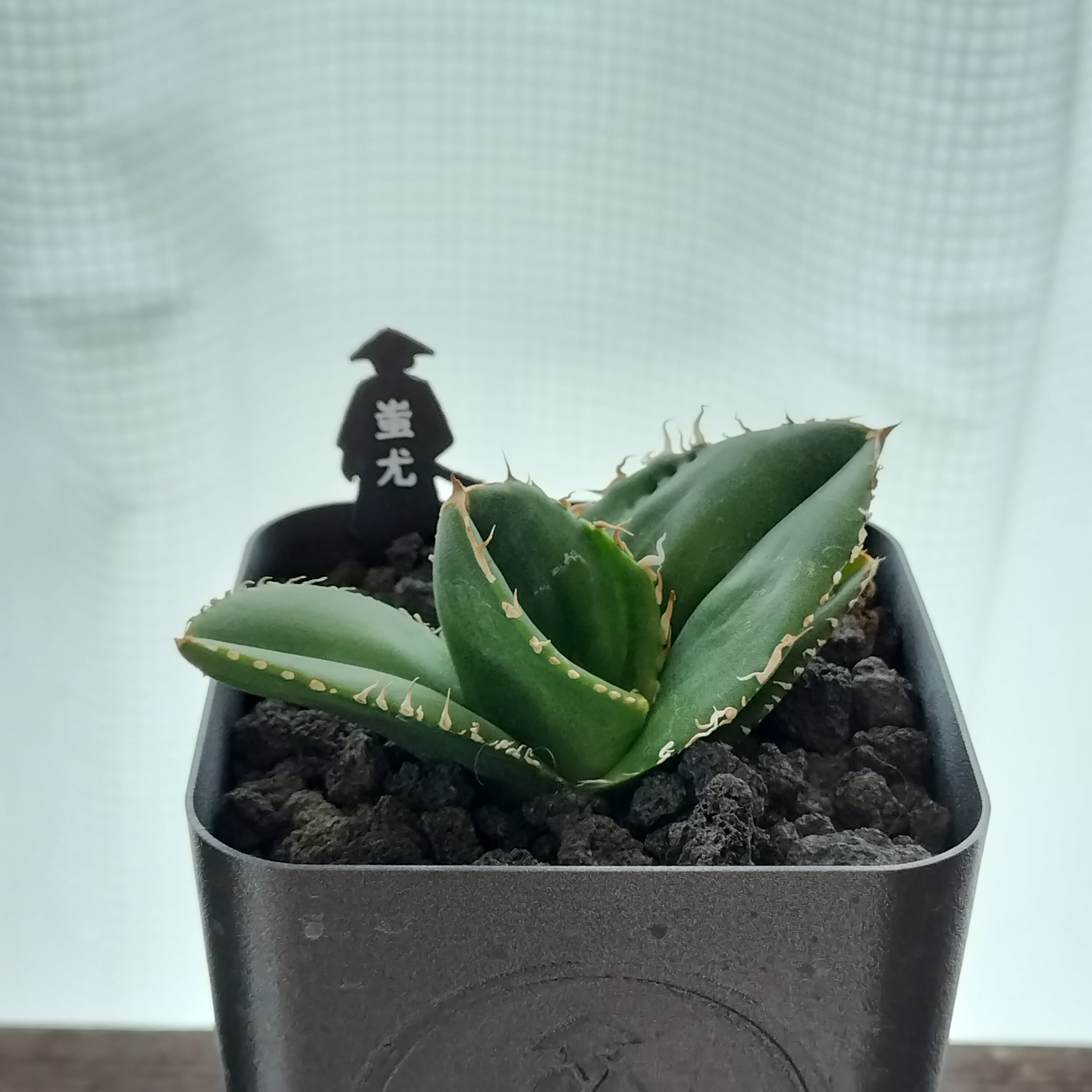 メントリザムライ
