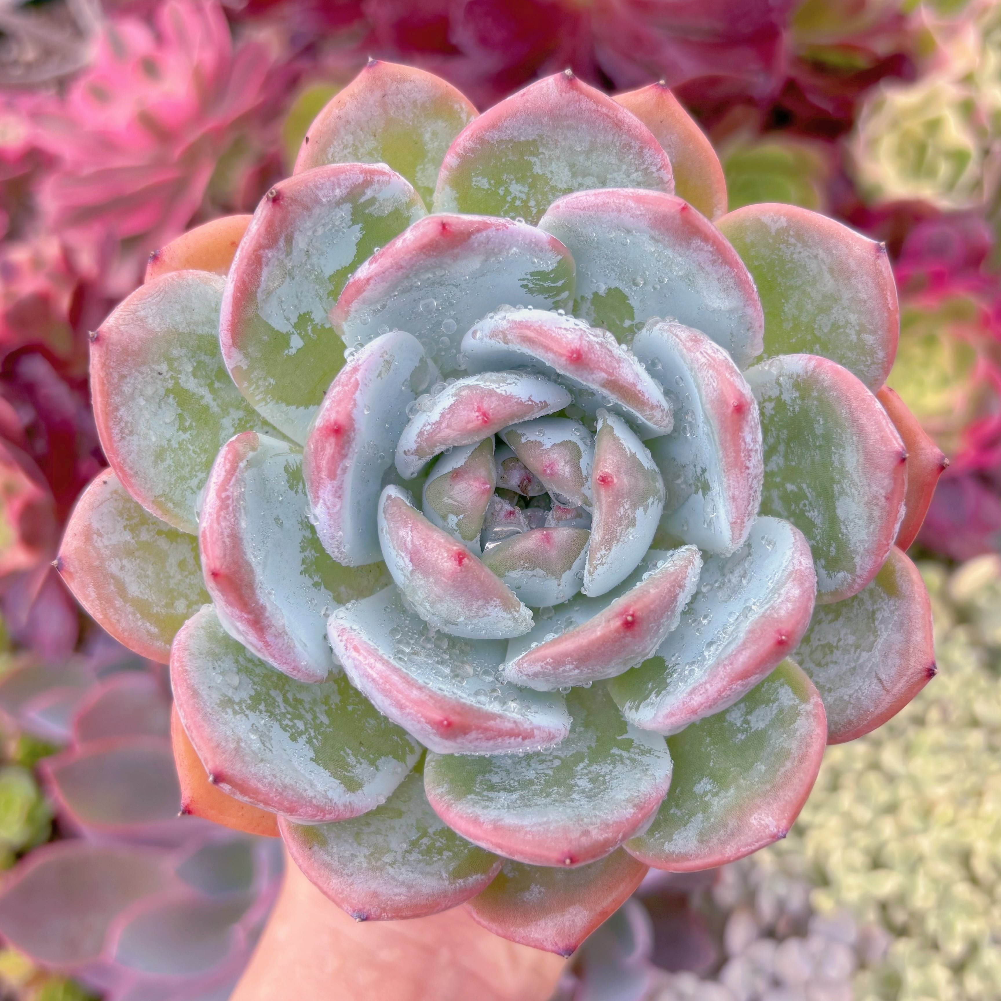 現品　エケベリア白鳳xオレンジモンロー#B63　大苗　るる農園