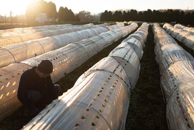 お正月を楽しむセット 《野菜と蜂蜜セット》