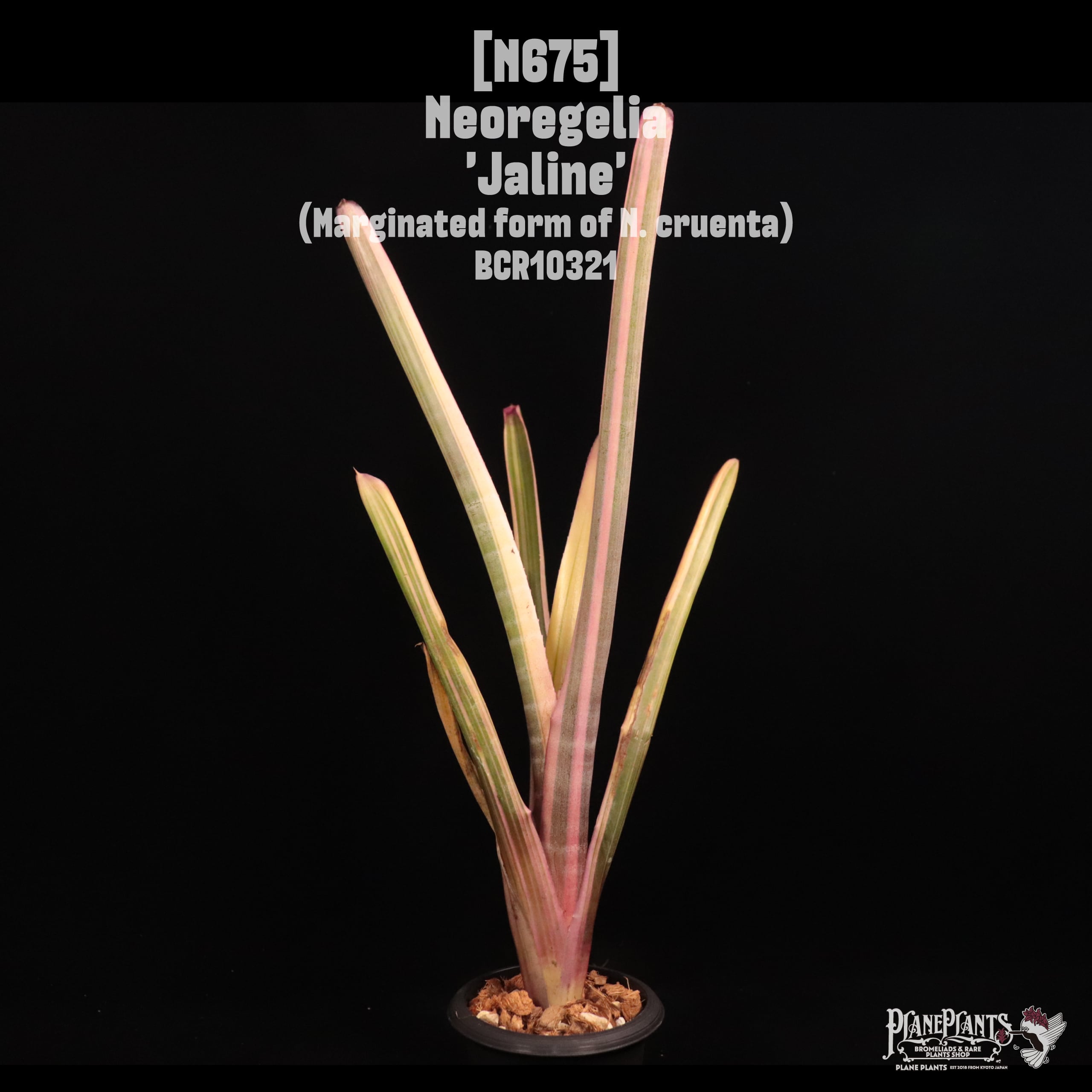 Neoregelia 'Jaline'〔ネオレゲリア〕N675