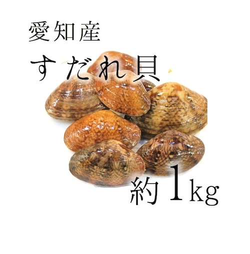 天然すだれ貝 活 愛知産他 スダレ貝 約1kg［豊洲直送］甘味が強い旨い貝！希少性の高い貝【スダレ貝１K】 冷蔵