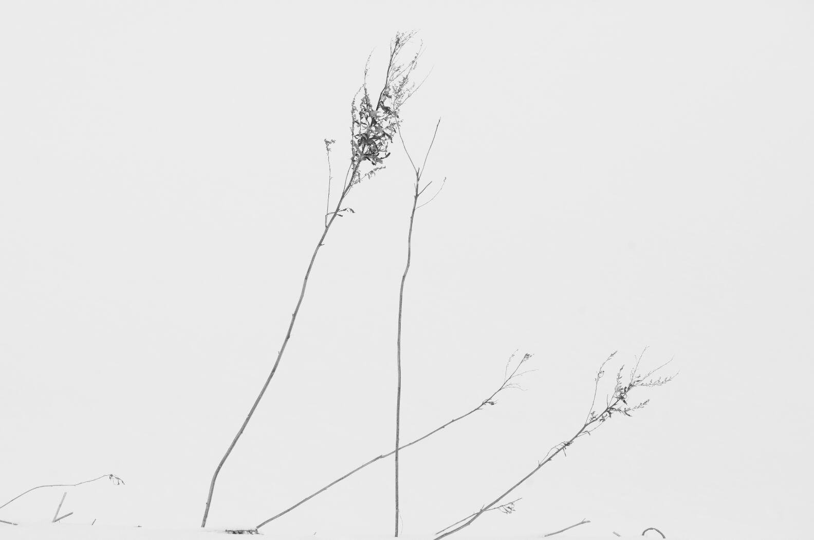 Tetsuya Morimoto Dry Tree #2(black wooden frame 61cm×91cm付き)