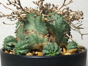 ユーフォルビア 仔吹きバリダ