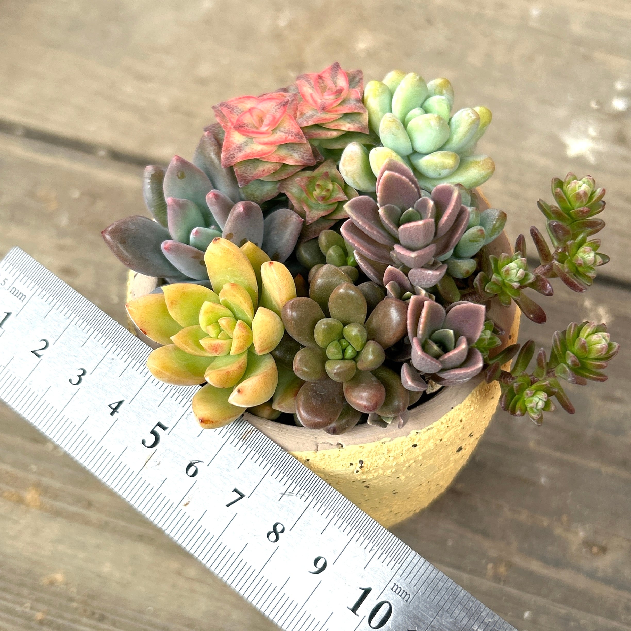 T)8種類の寄せ植え(足が3点の可愛い鉢 | RuPo 多肉植物専門店