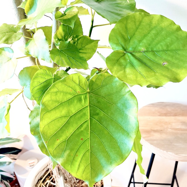 【Premium Plants】フィカス ウンベラータ 10号鉢 190cm ｜ 主役級ツリー calm cafe