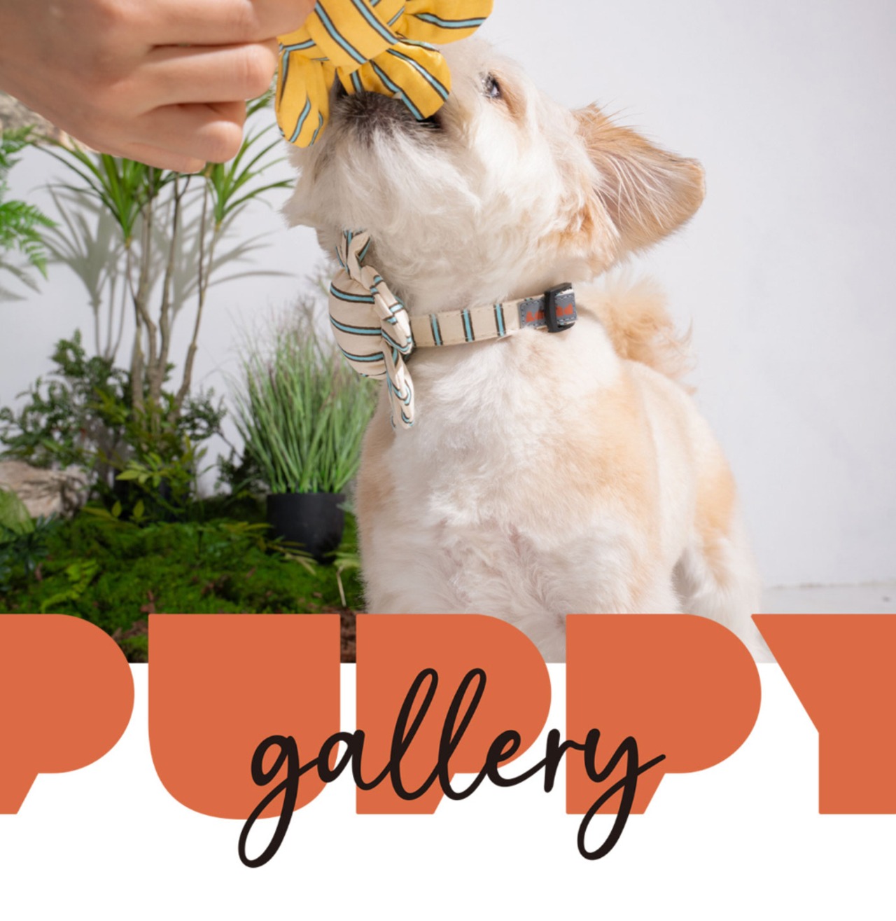 【PUPPYGALLERY公式】ストライプデイジー首輪　L