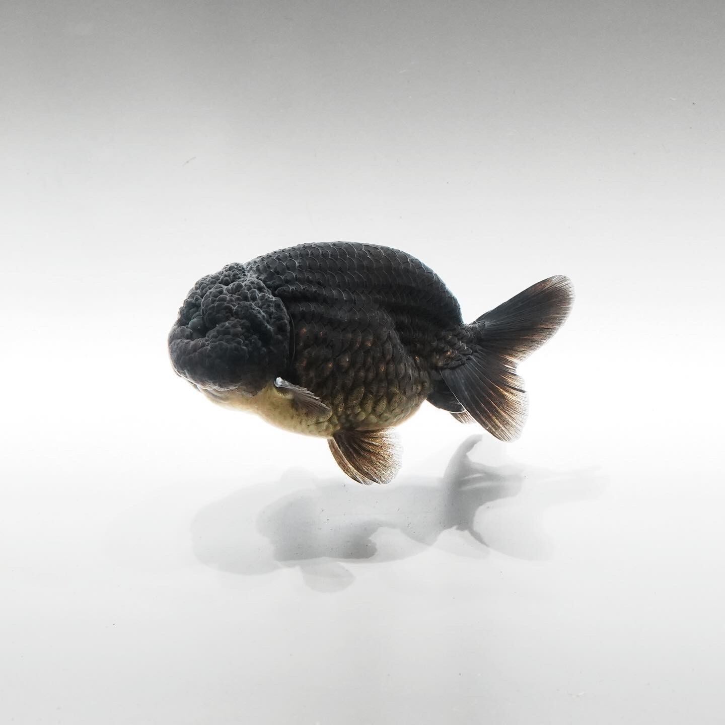 ゴジラ 黒らんちゅう 2213a 極光金魚展