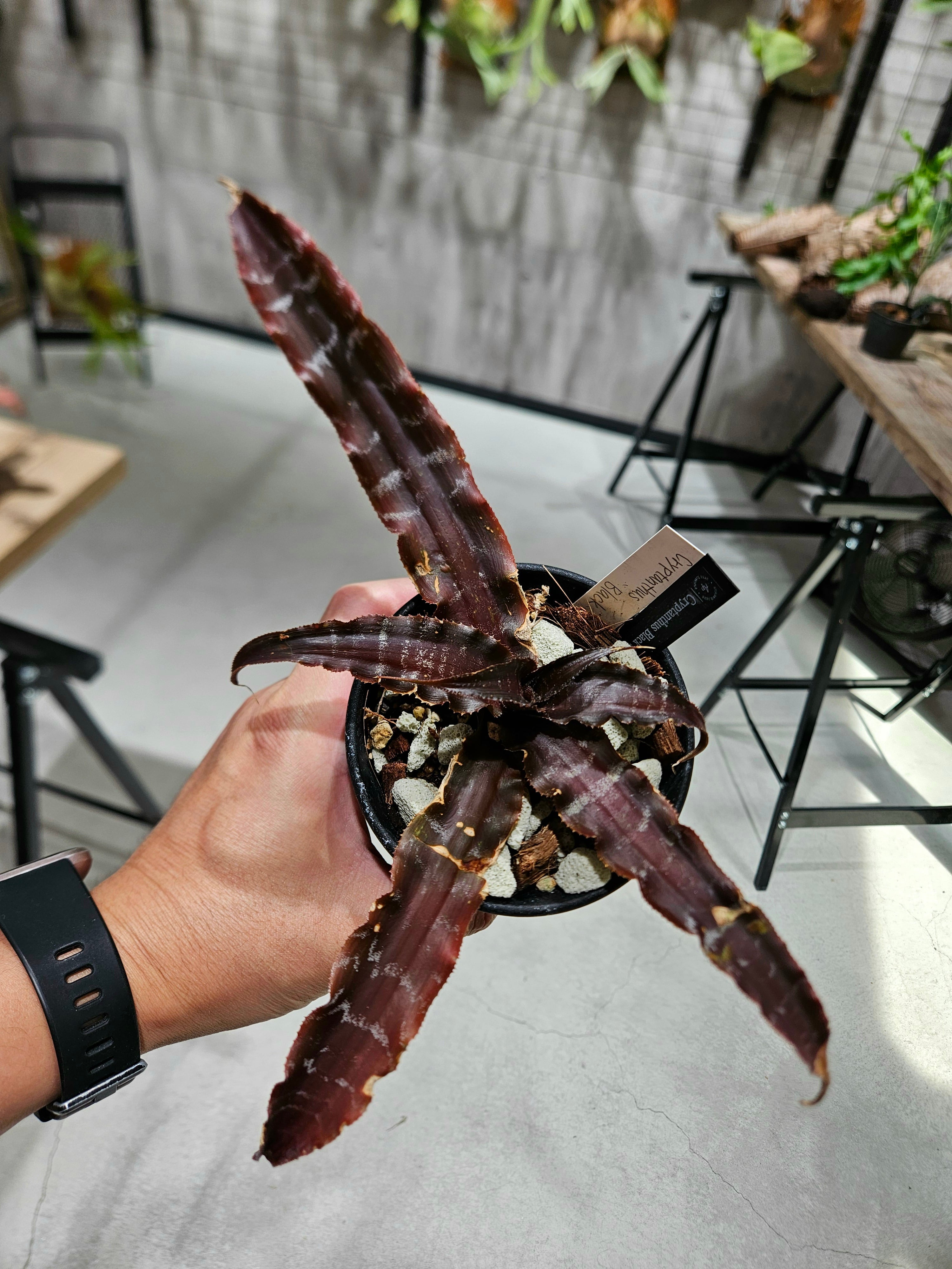 Cryptanthus Black Star【artPLANTs/PLANTS GARAGE】クリプタンサス