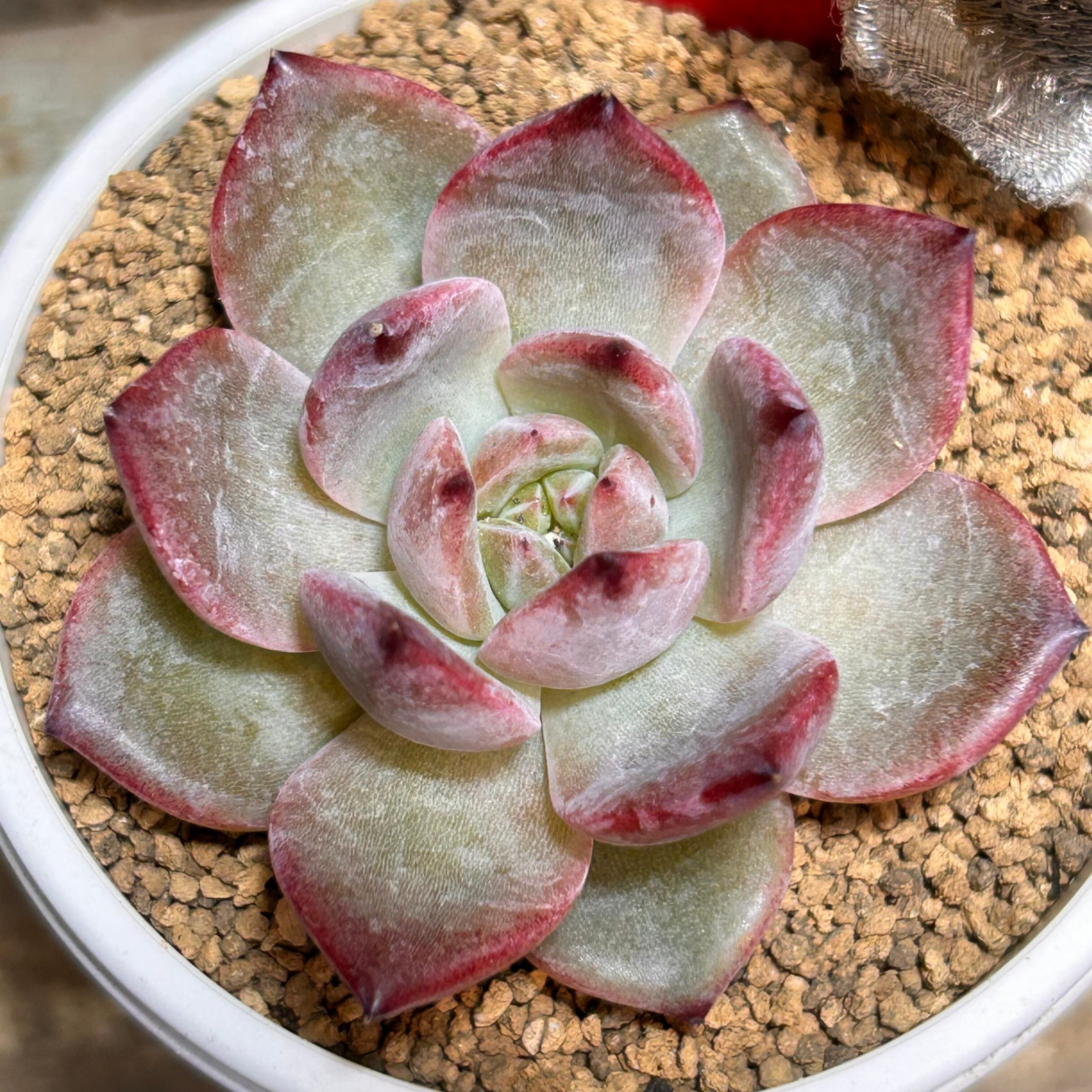 プロリフィカ錦 | RuPo 多肉植物専門店
