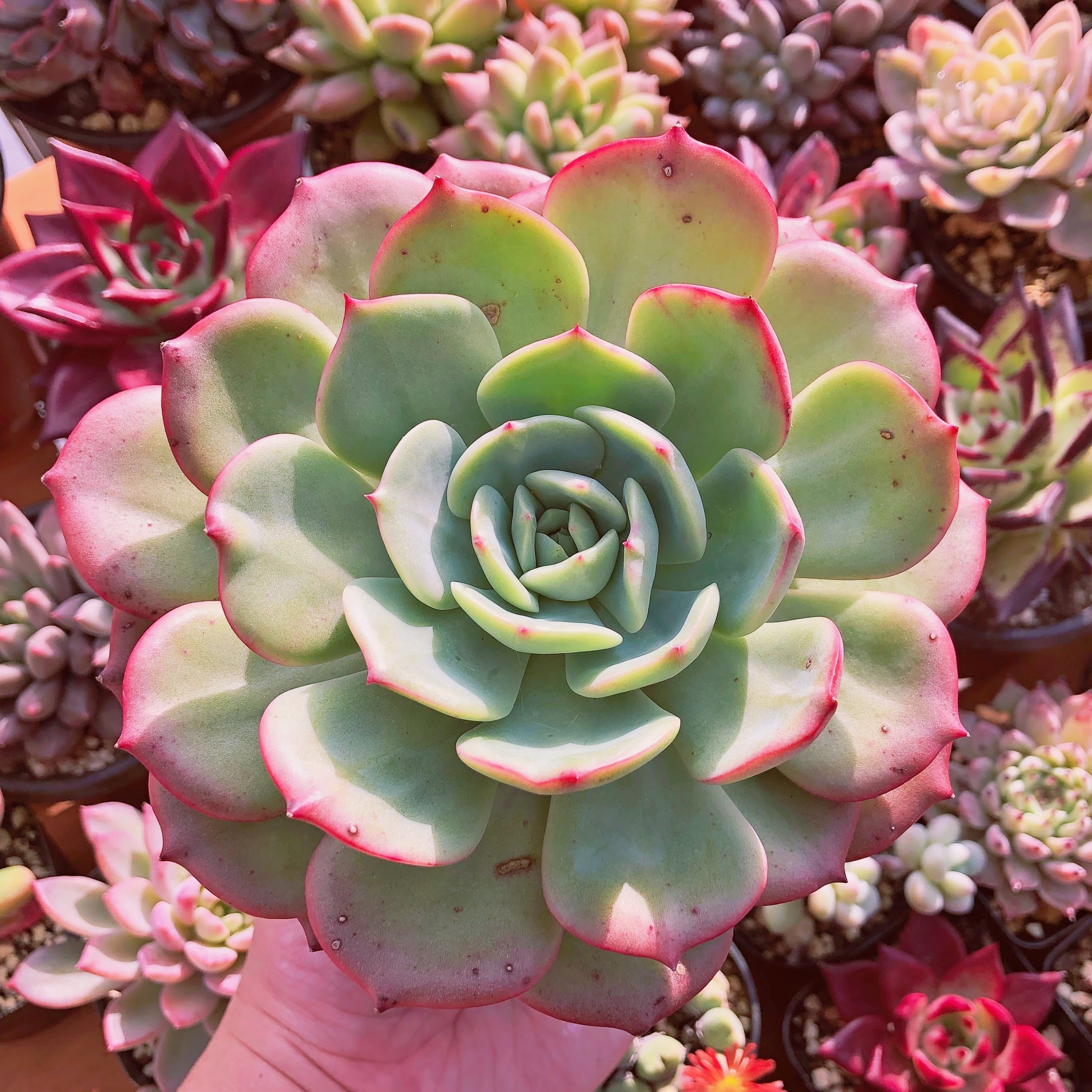 多肉植物　香妃　特大