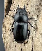 《スペキオススシカクワガタ 59.5mm ペア》