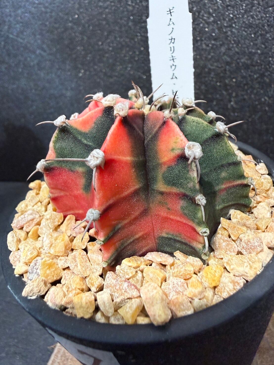 ギムノカリキウム・ミハノビッチ 緋牡丹錦 3号 ⑤～⑧ | 観葉植物と