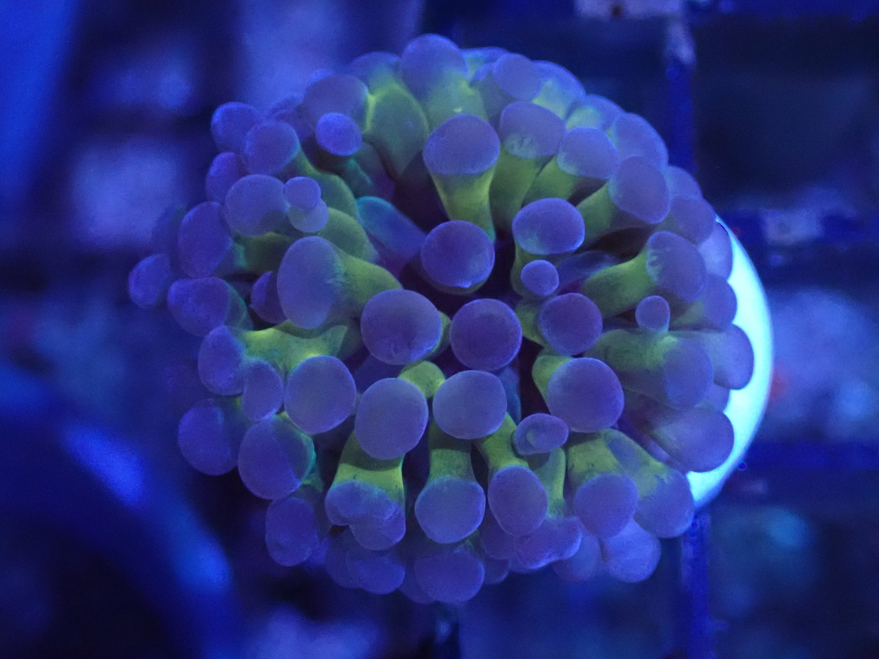 現地買付】ParaAncora Hologram 3