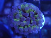 現地買付】ParaAncora Hologram 3