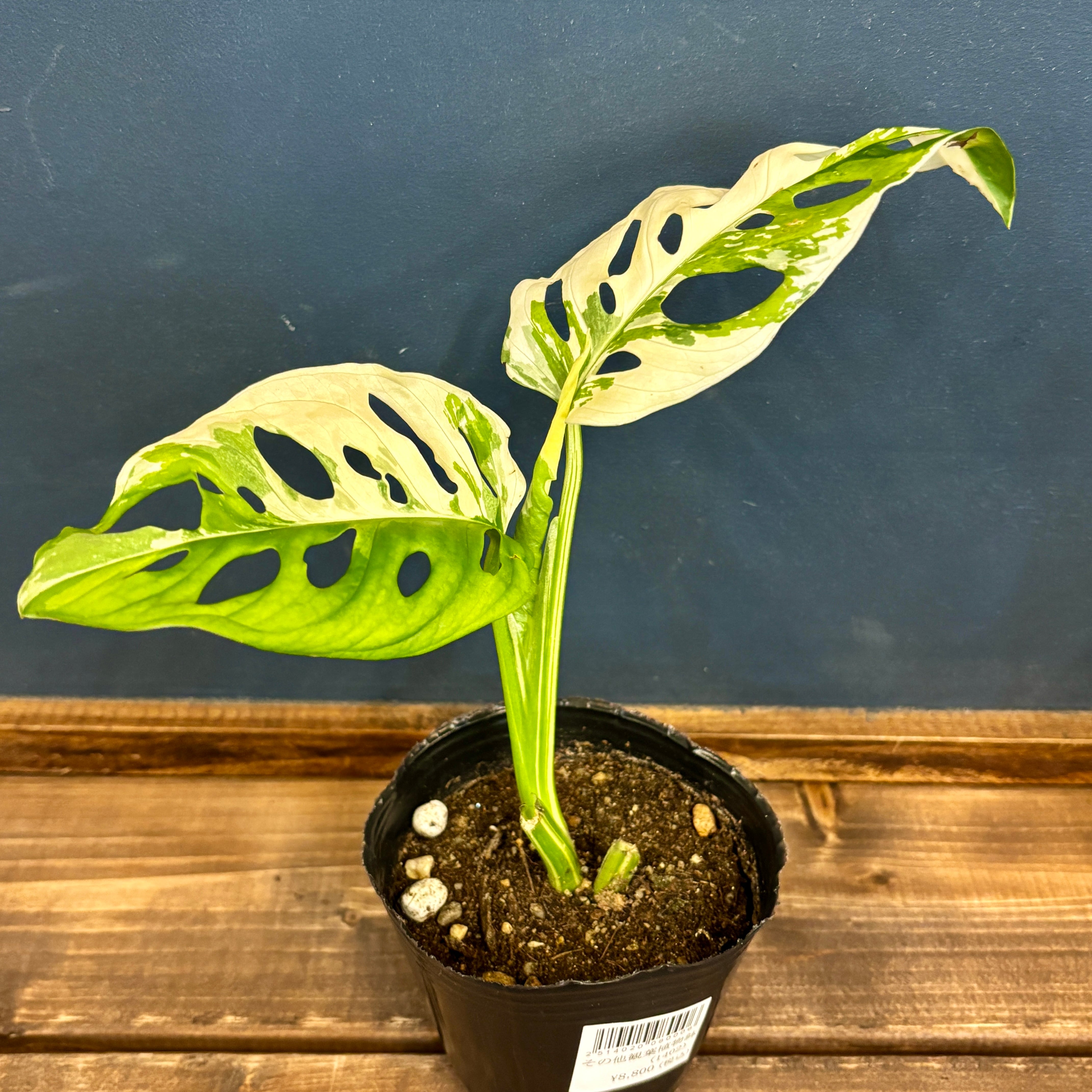 マドカズラ 斑入り （マドカズラ斑入り 乗れ） 