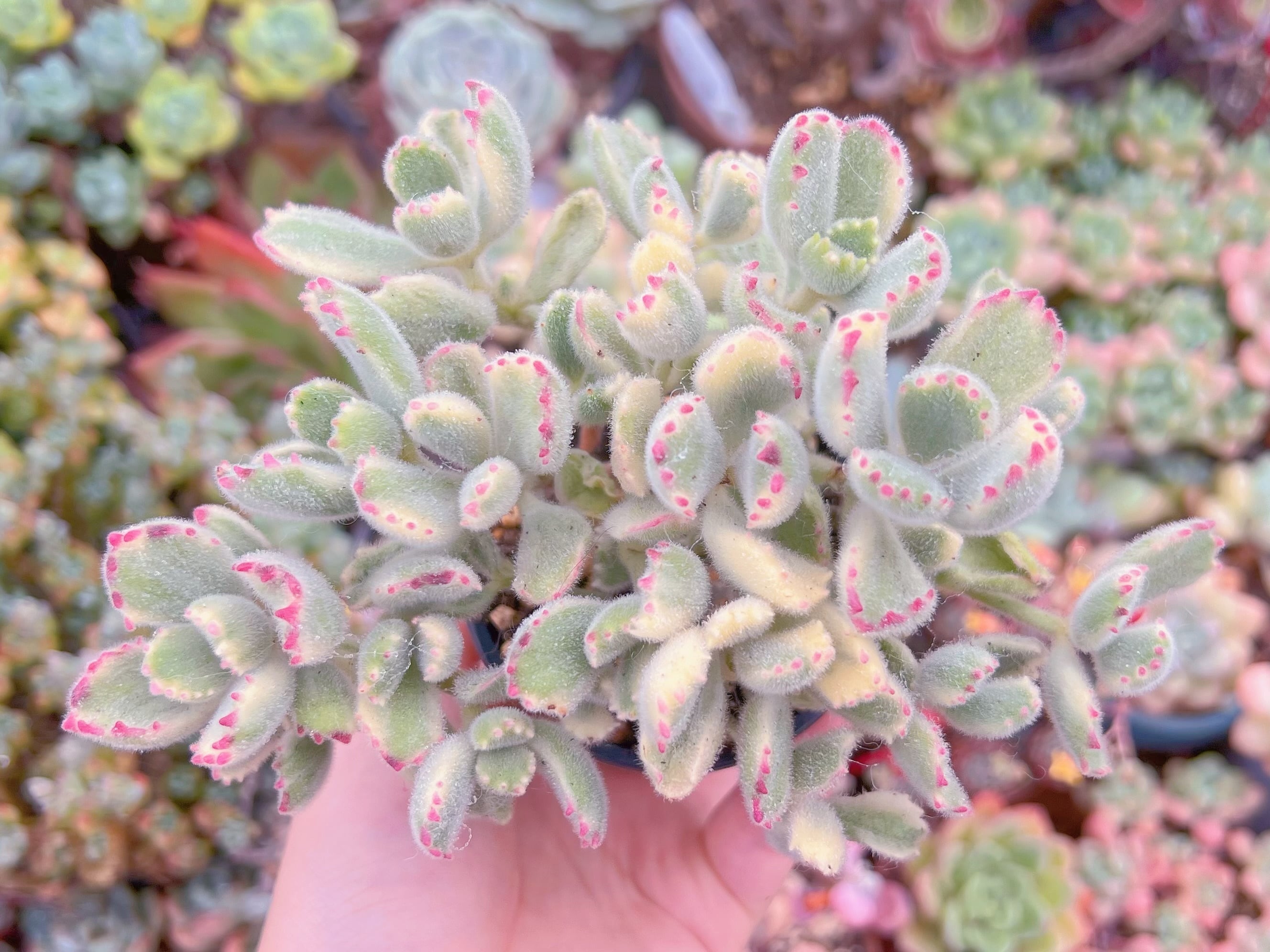 現品　白熊#A84　るる農園