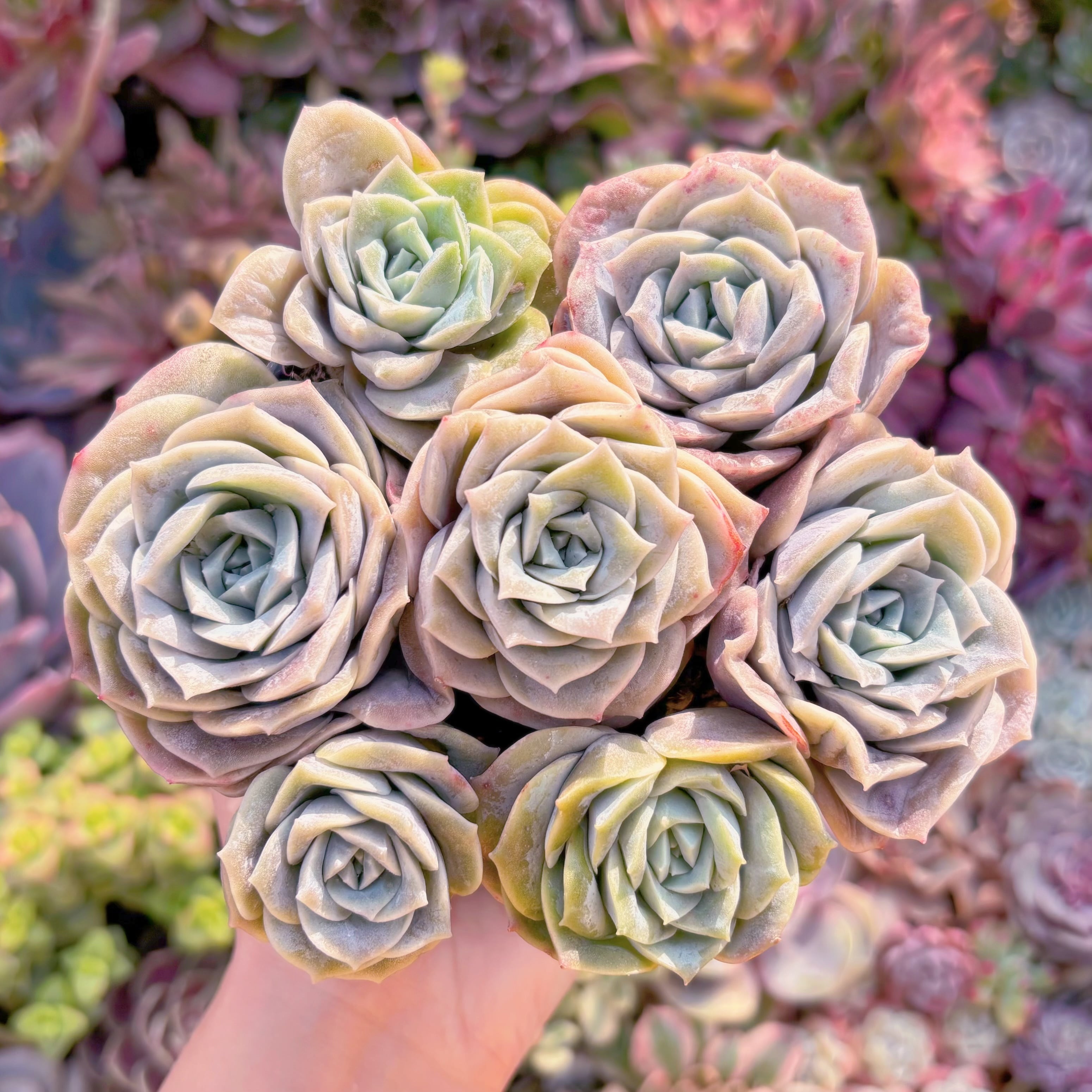 現品　ラブリーローズ#F029　るる農園