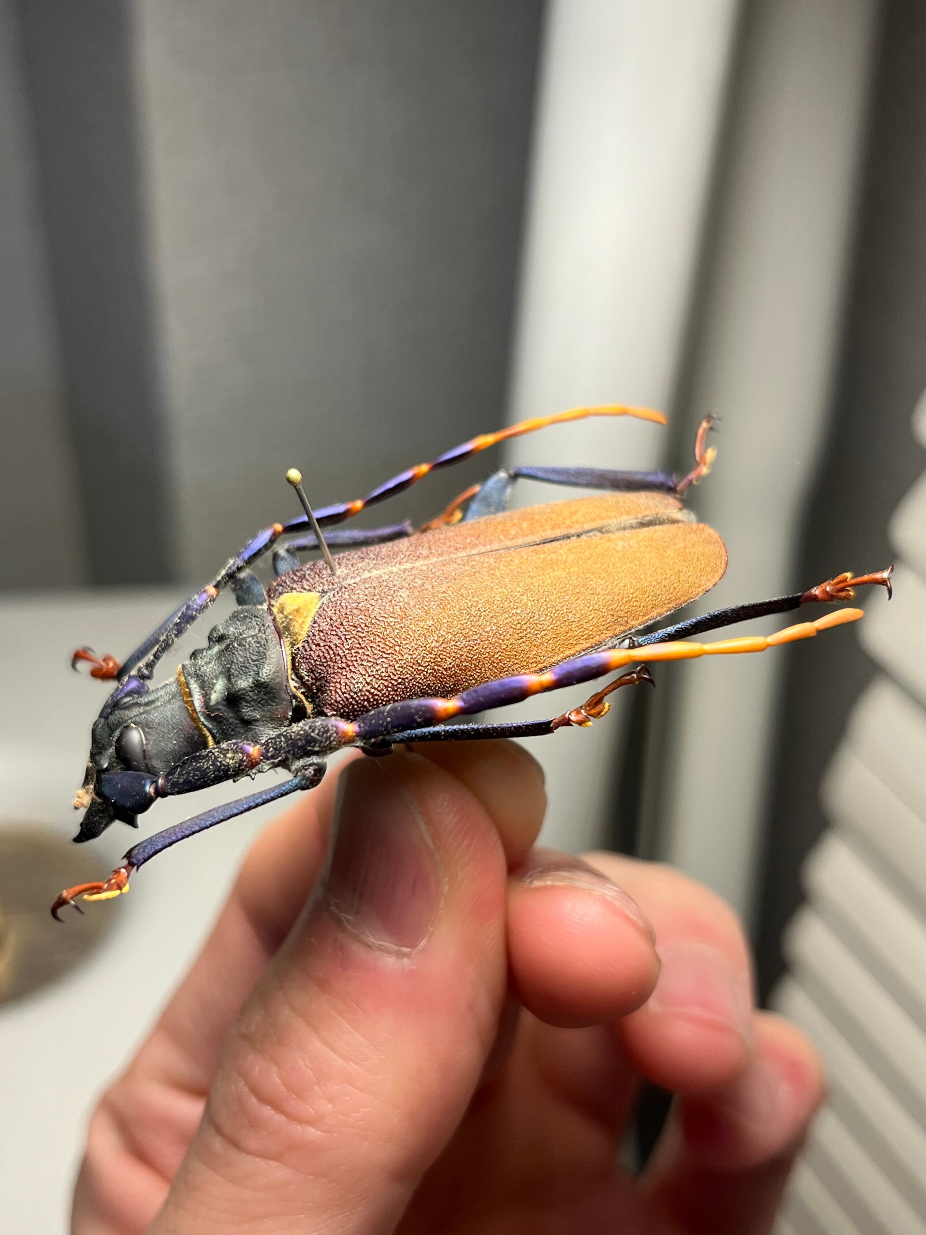 53mm】ルリヒゲノコギリカミキリ 標本ナンベイオオタガメ ハナムグリ