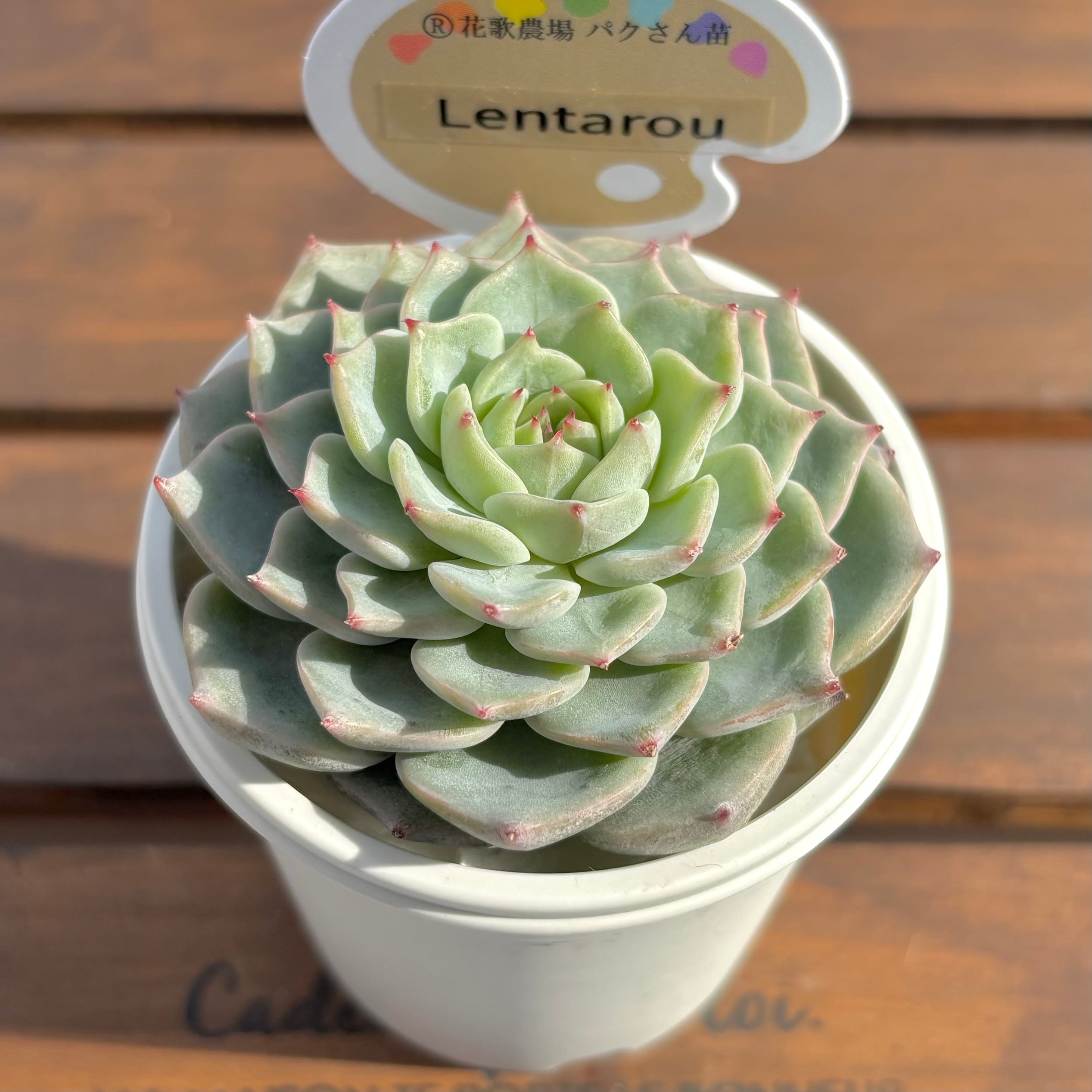 ようせいのしっぽ