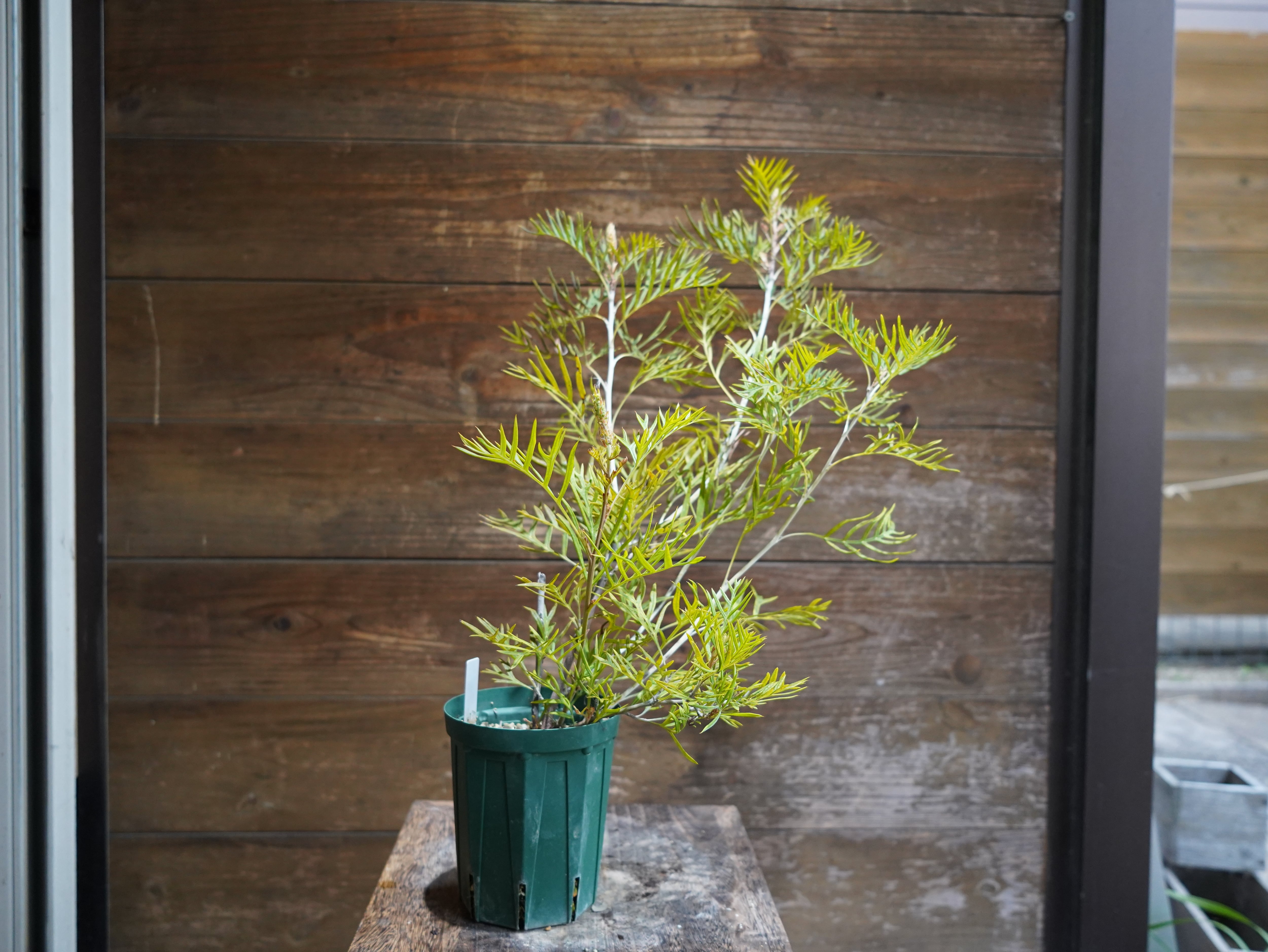 【現物】グレビレア　”ピーチアンドクリーム”　B