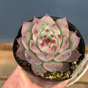 farmPALKさん苗 エケベリア ピーチコロン【933】