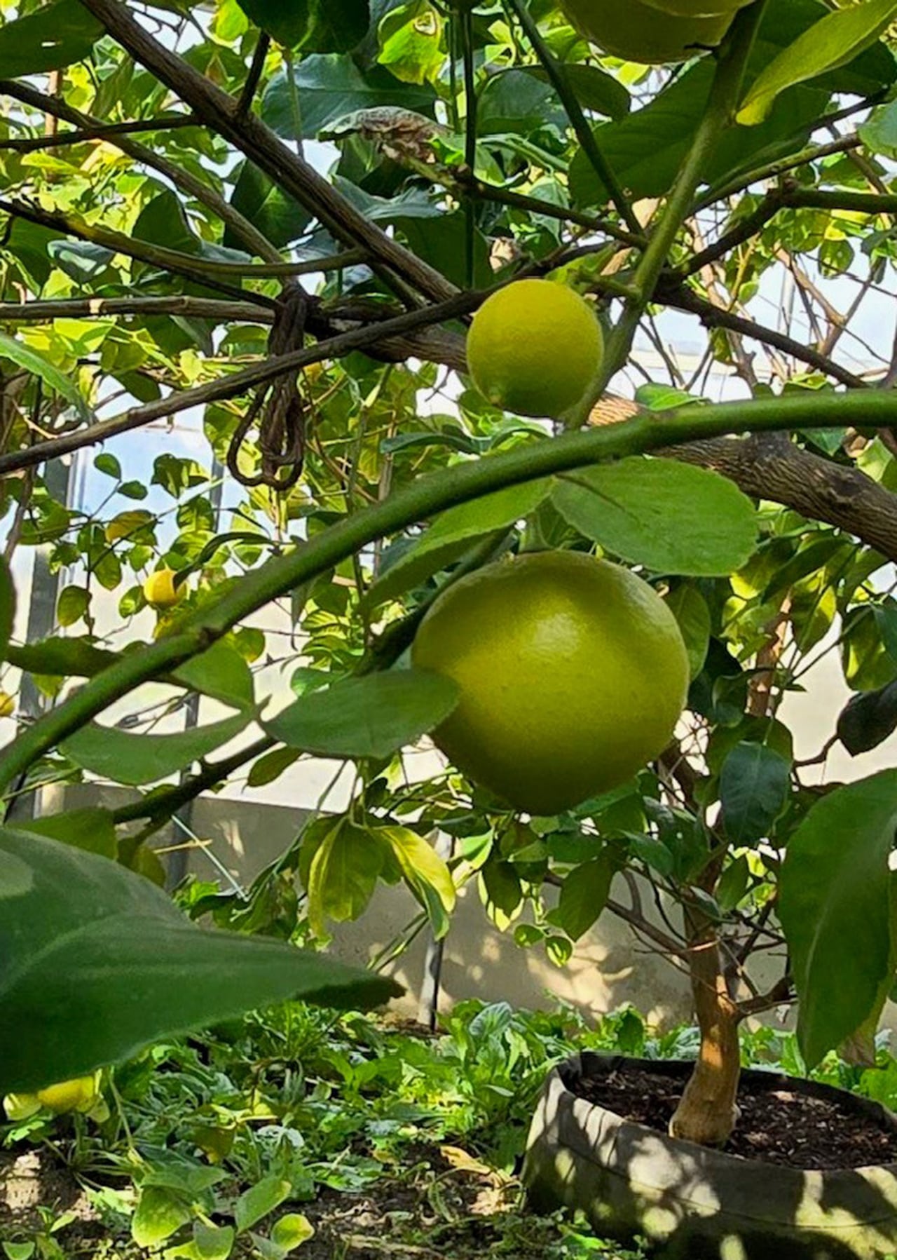 NAKATSU GIN （ライム 5batch フィンガーライム＆バレンタインライム