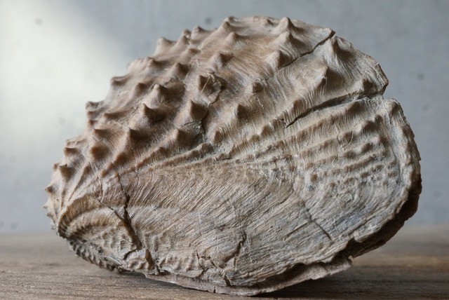 ミオフォレラ化石  Myophorella clavellata