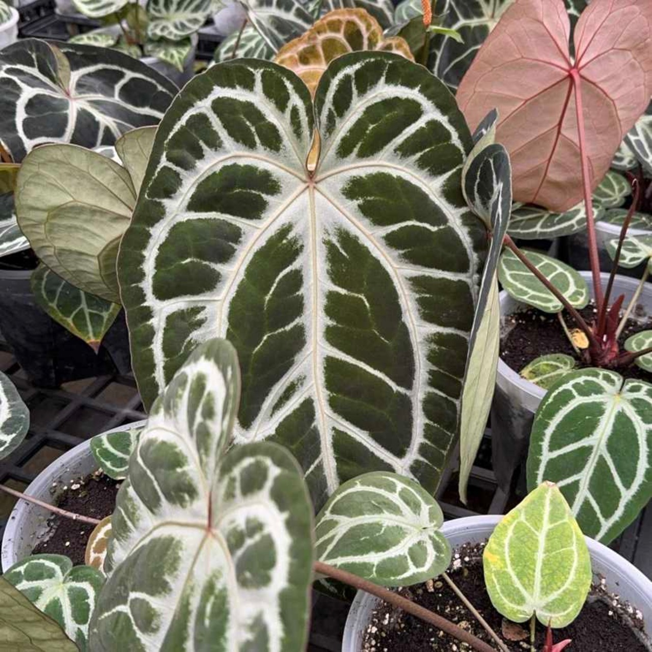 Red Crystallinum × Silver Blush / アンスリウム・レッド クリスタリナム × シルバーブッシュ