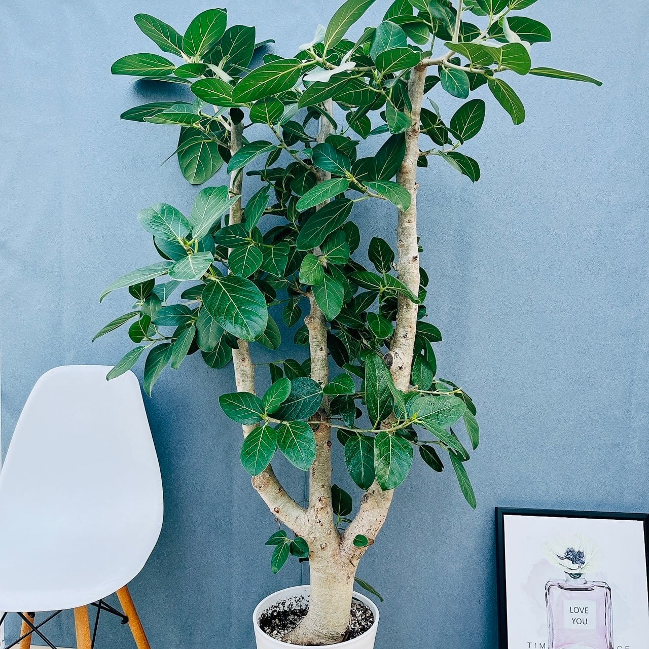 現品］80番 フィカス ウンベラータ 8号 観葉植物 室内 大型 ゴムの木