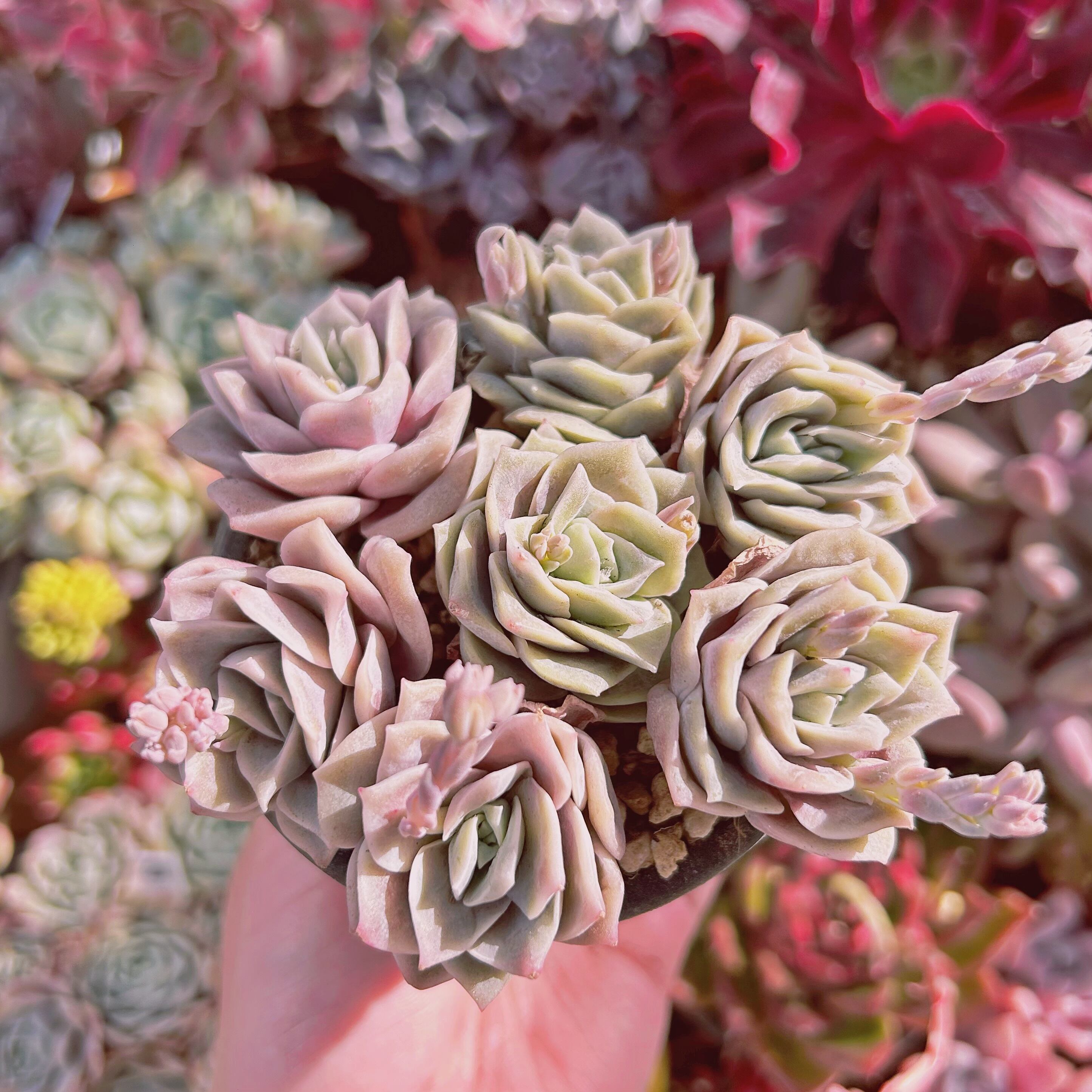 #280現物　多肉植物　ラブリーローズ