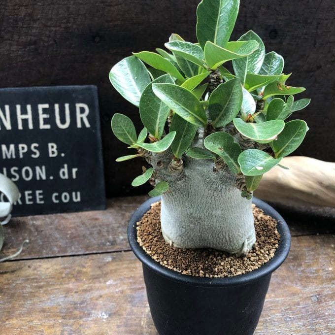 ★塊根植物★ アデニウム アラビカム タコ足 ドワーフ 20cm アデニウム アラビカム ドワーフ 4号サイズ 塊根植物 蛸足 観葉植物
