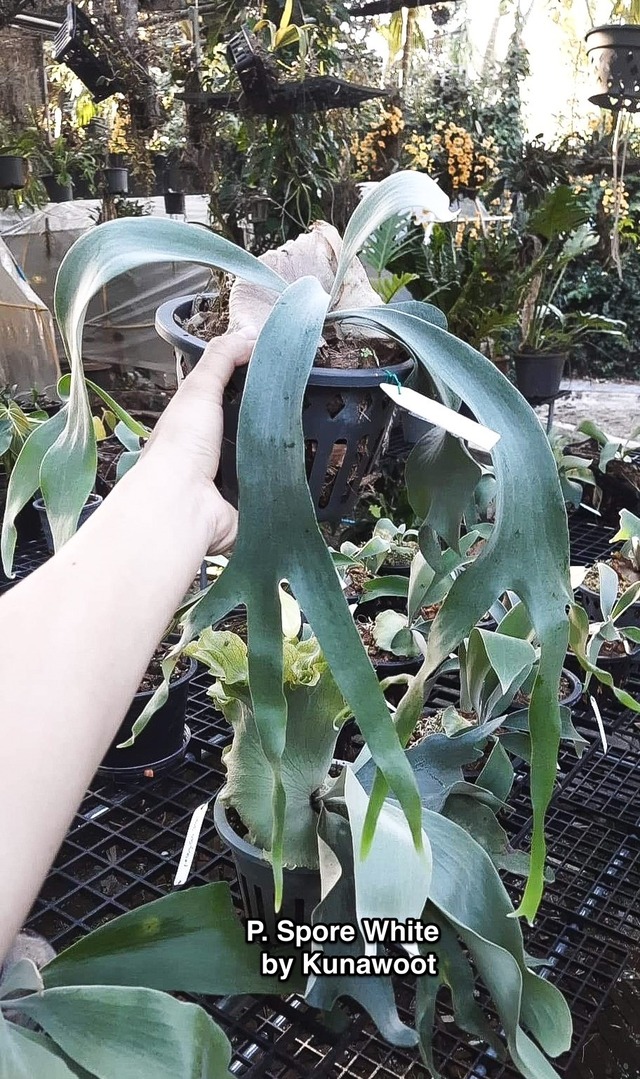 P.Spore White【artPLANTs】ビカクシダ/Platycerium