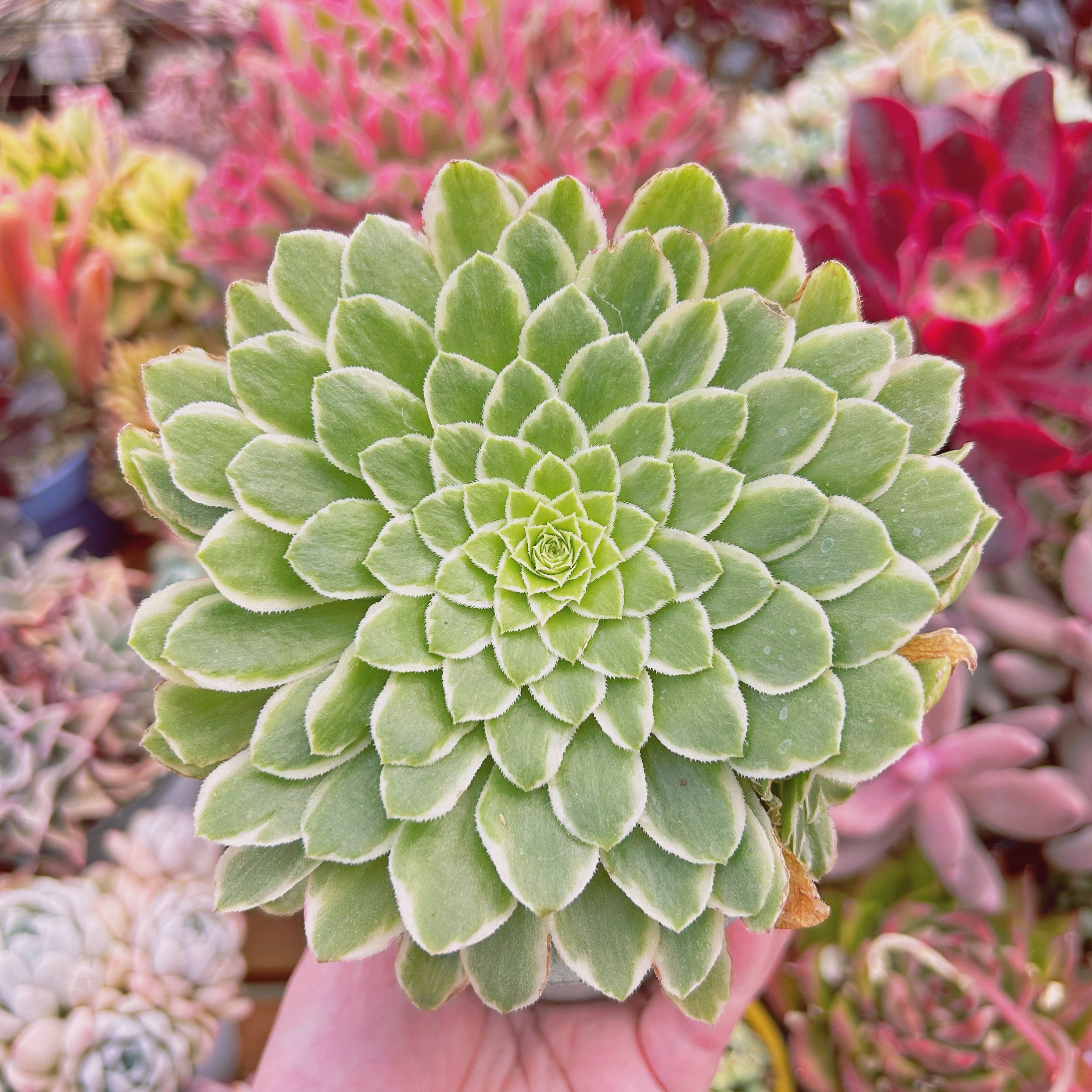 多肉植物　 emerald ice   2～3頭　特大