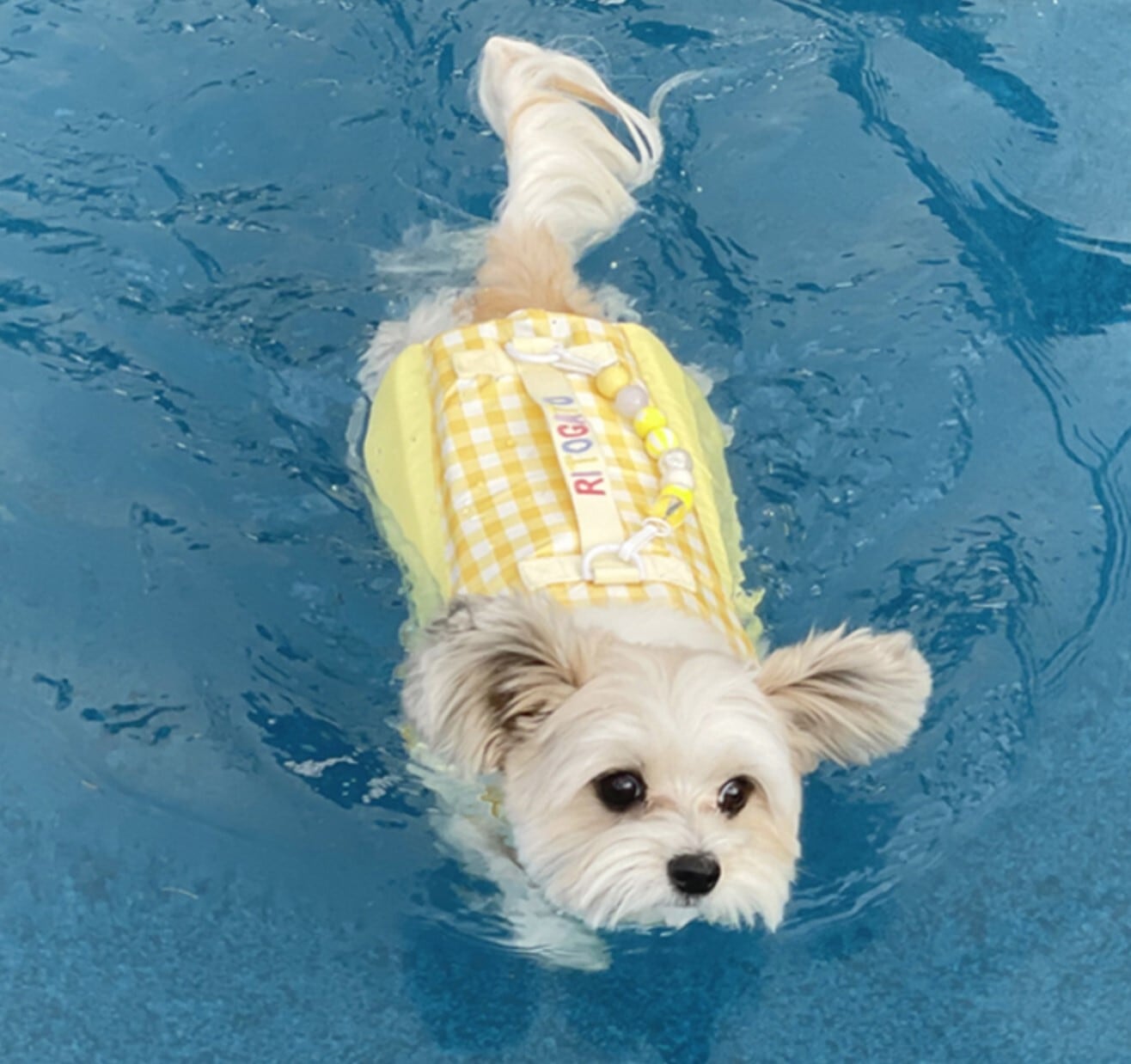 予約【ritogato】Lolipop LifeJacket《Yellow》